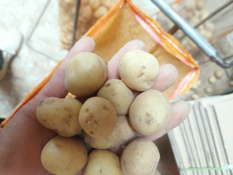 二十克以下迷你小土豆，10克以下珍珠小土豆，适用于椒盐，