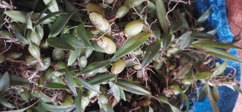 石橄榄，石仙桃需要的联系我