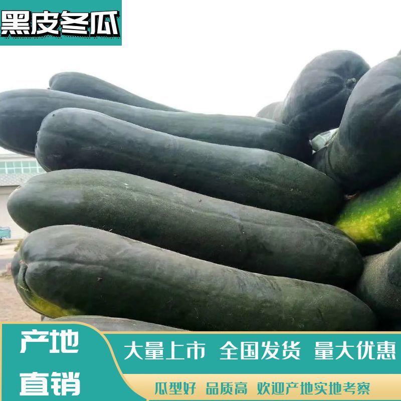 精品黑皮大冬瓜20斤打底地冬瓜基地直供代发全国