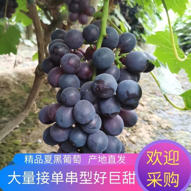 【畅销榜】河北邢台夏黑葡萄大量接单串型好巨甜糖度20.9