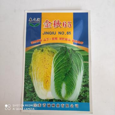 大白菜种子金秋65早熟黄心大白菜抗病耐抽苔性强口感鲜美