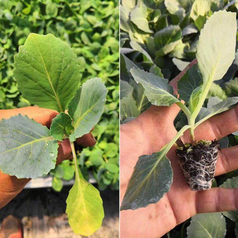 各种蔬菜苗