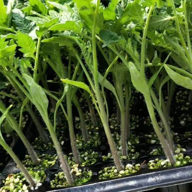 各种蔬菜苗
