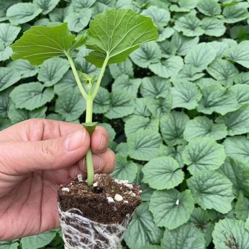 各种蔬菜苗
