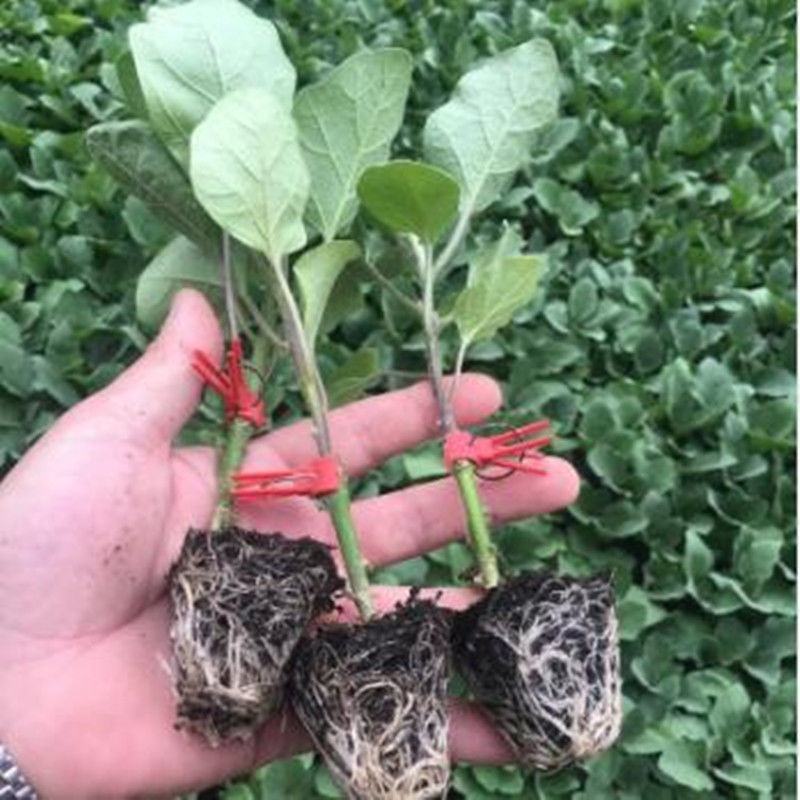 各种蔬菜苗