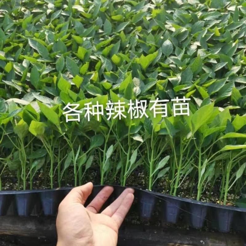 各种蔬菜苗