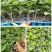各种蔬菜苗