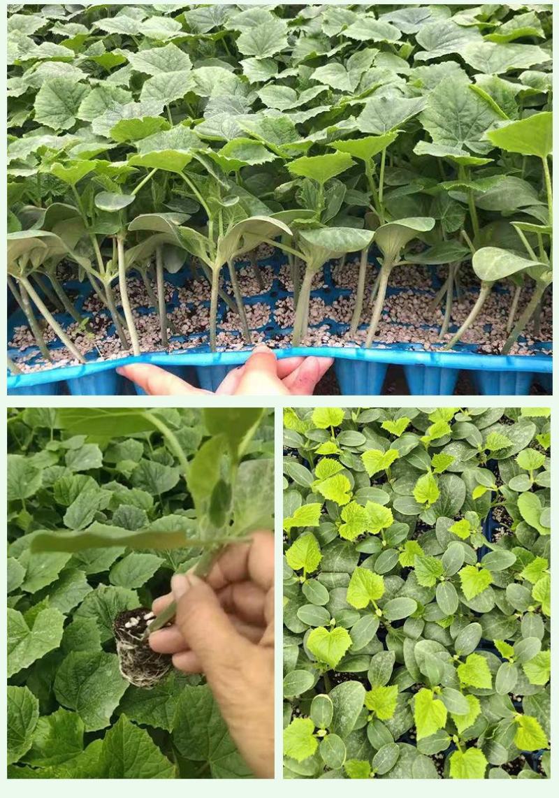 各种蔬菜苗