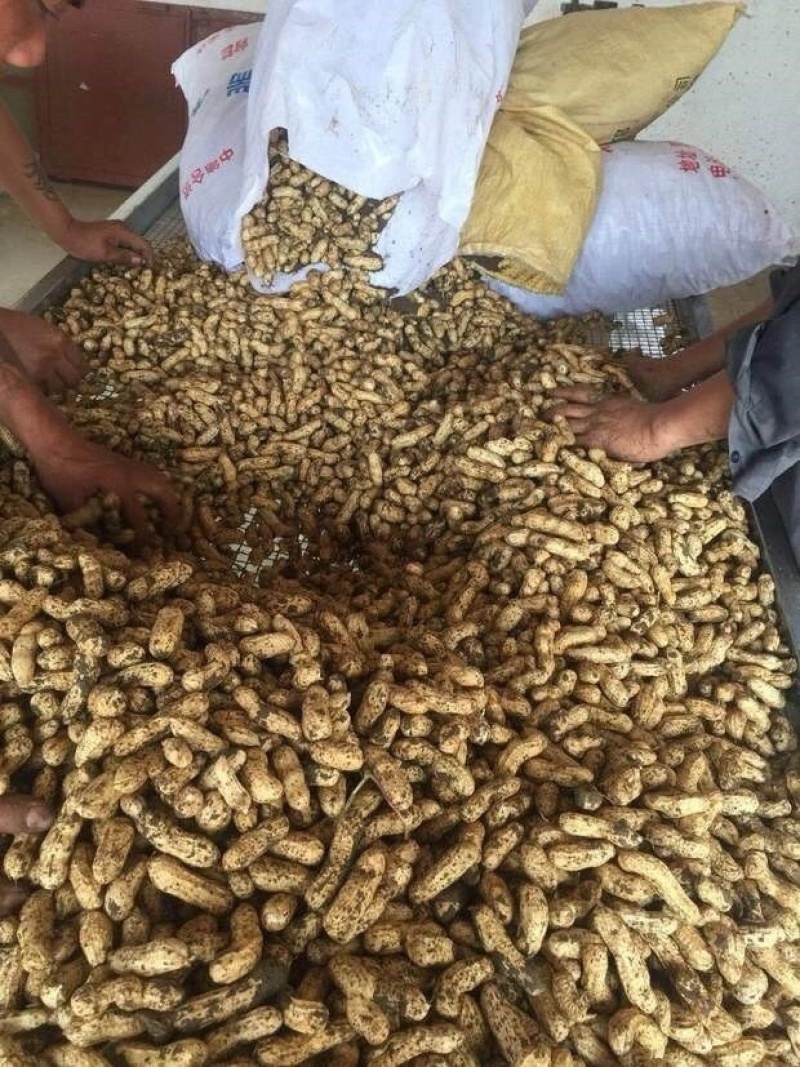 四粒红花生颗粒饱满颗颗精选优质花生
