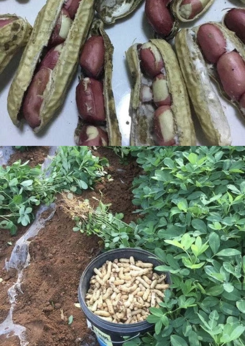 四粒红花生颗粒饱满颗颗精选优质花生