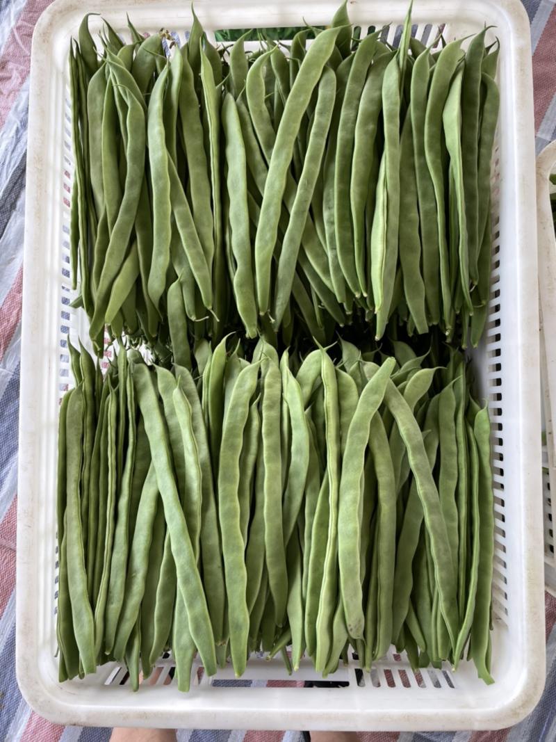 山西应县精品芸豆、扁豆角、条型好，产地直供货源充足