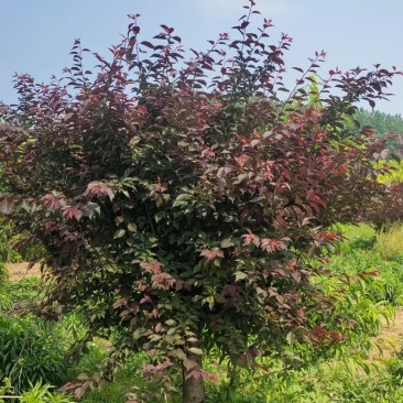 4公分榆叶梅价格，5公分榆叶梅，6公分榆叶梅基地价格