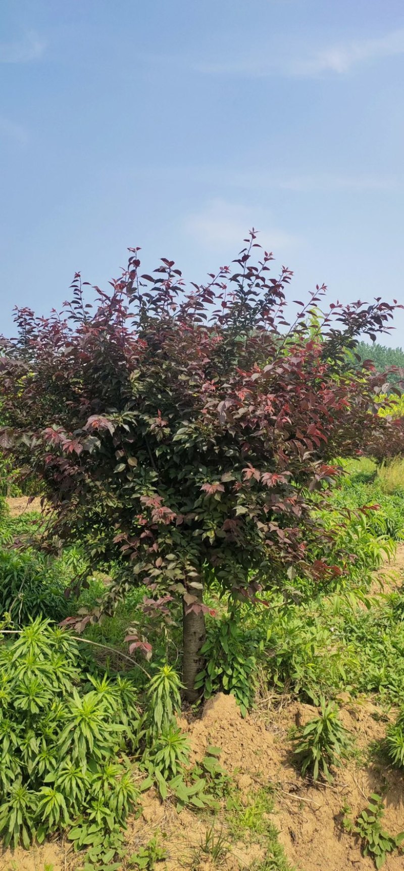 4公分榆叶梅价格，5公分榆叶梅，6公分榆叶梅基地价格