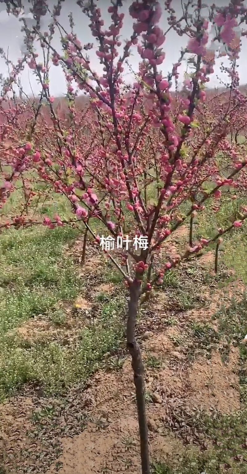 3公分榆叶梅价格，4公分榆叶梅价格5公分榆叶梅基地