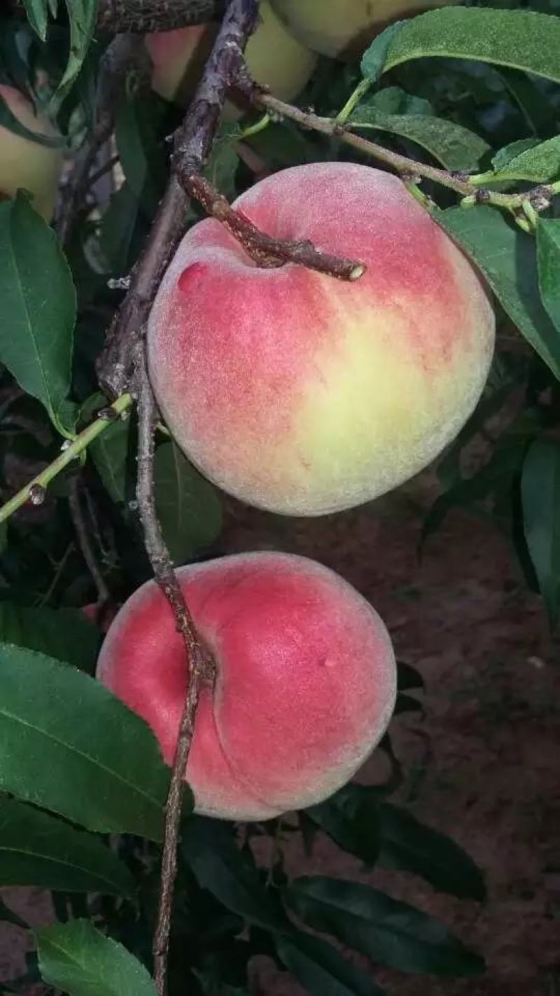 云南永仁鹰嘴桃