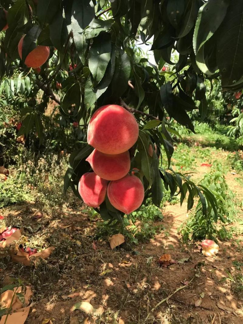 云南永仁鹰嘴桃