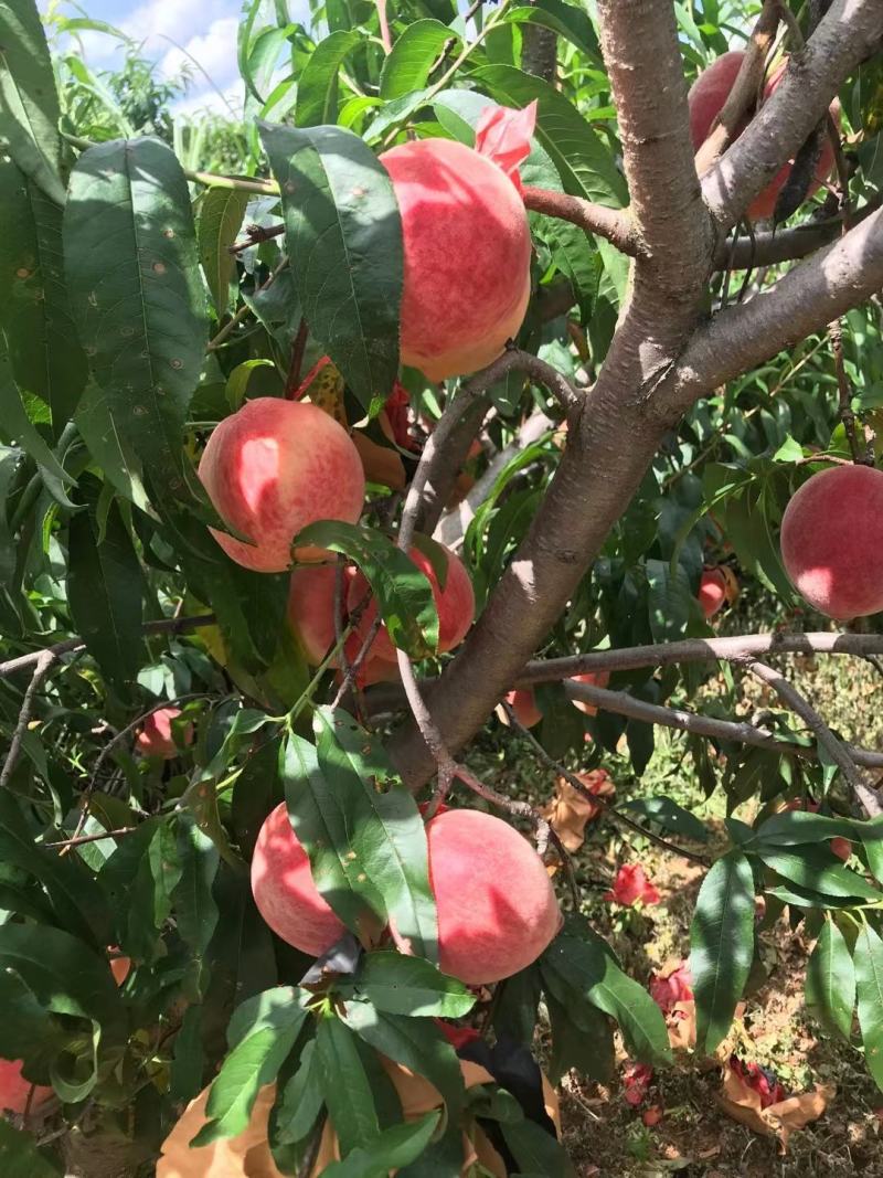 云南永仁鹰嘴桃