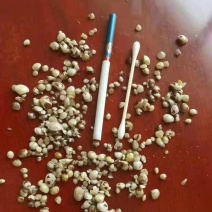 玟蛤苗