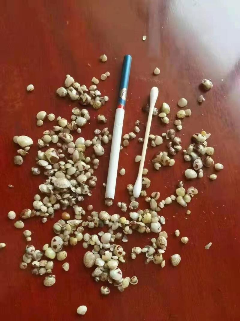 玟蛤苗