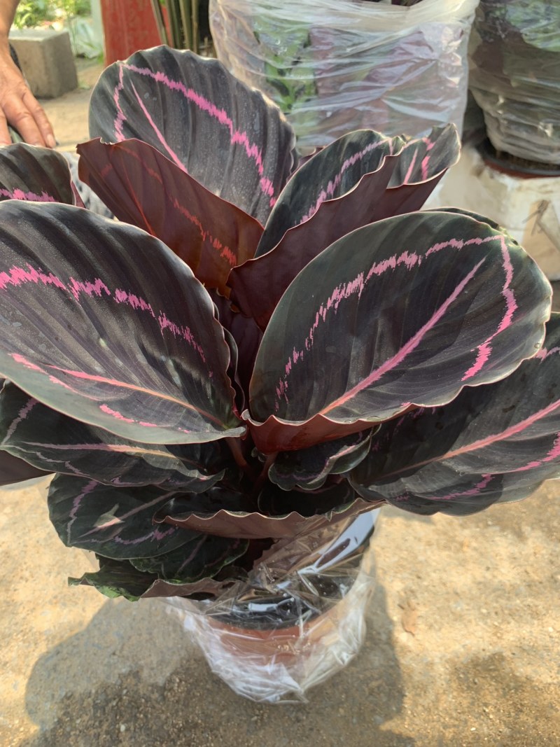 精品红美丽竹芋