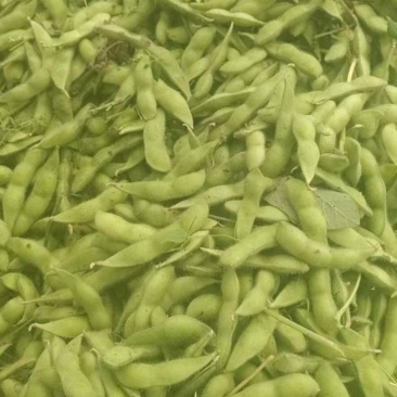 75—3毛豆大量上市中，价格随行就市，有需要的可以预订了