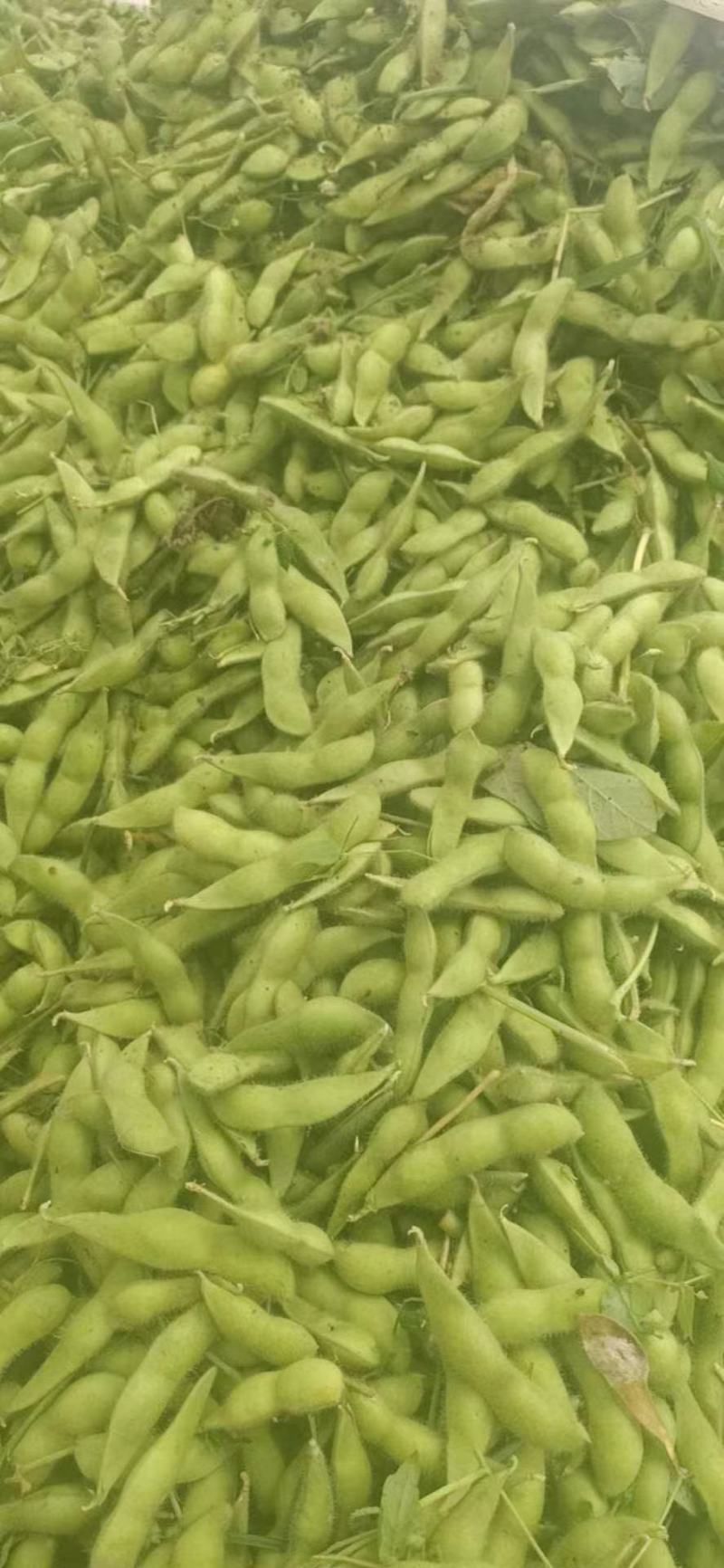 75—3毛豆大量上市中，价格随行就市，有需要的可以预订了