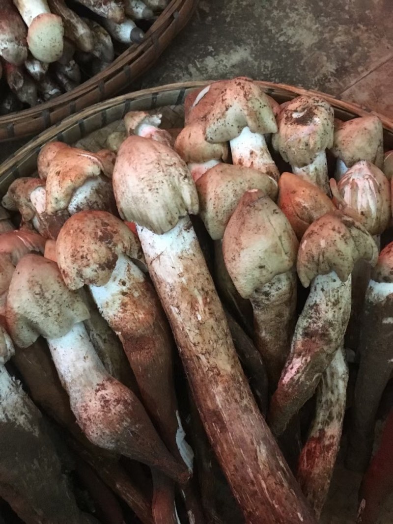 鸡枞菌发鲜货都是子弹头AB货