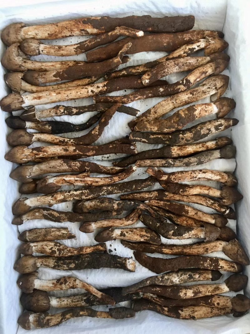 鸡枞菌发鲜货都是子弹头AB货