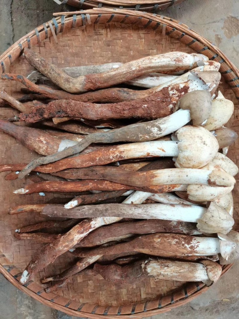鸡枞菌发鲜货都是子弹头AB货
