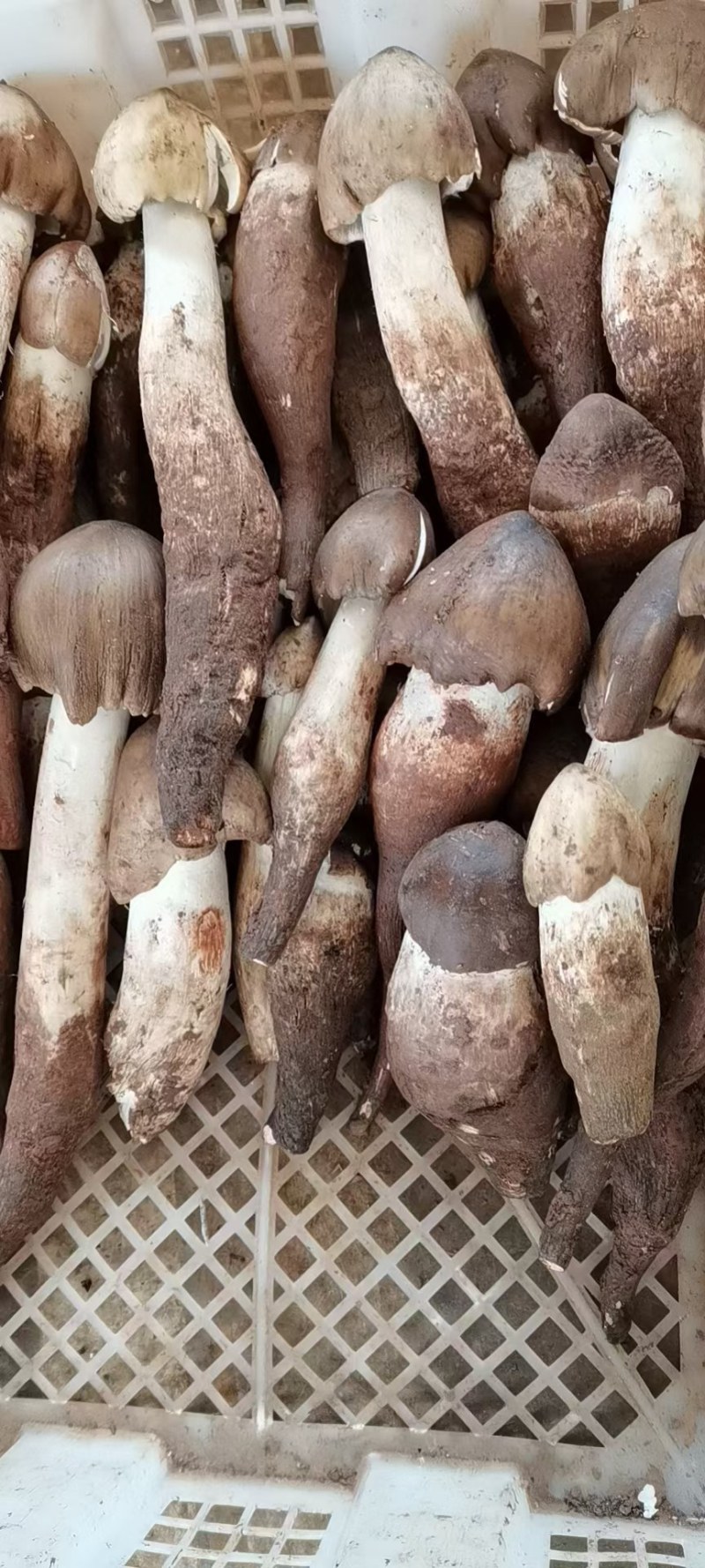 鸡枞菌发鲜货都是子弹头AB货