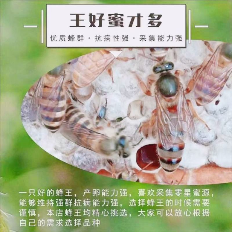 中蜂蜂群带王蜜蜂蜂群养殖带子脾广西中蜂带蜂箱中华土蜂出售