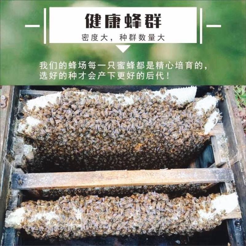 中蜂蜂群带王蜜蜂蜂群养殖带子脾广西中蜂带蜂箱中华土蜂出售
