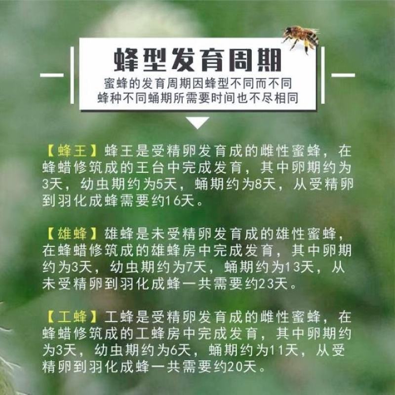 中蜂蜂群带王蜜蜂蜂群养殖带子脾广西中蜂带蜂箱中华土蜂出售