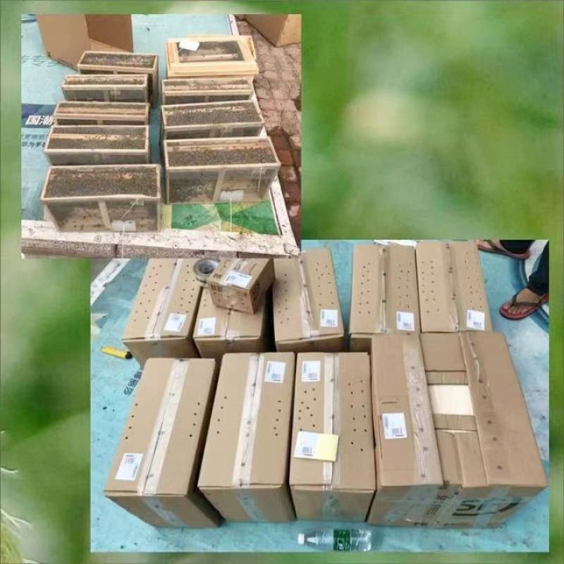 中蜂蜂群带王蜜蜂蜂群养殖带子脾广西中蜂带蜂箱中华土蜂出售