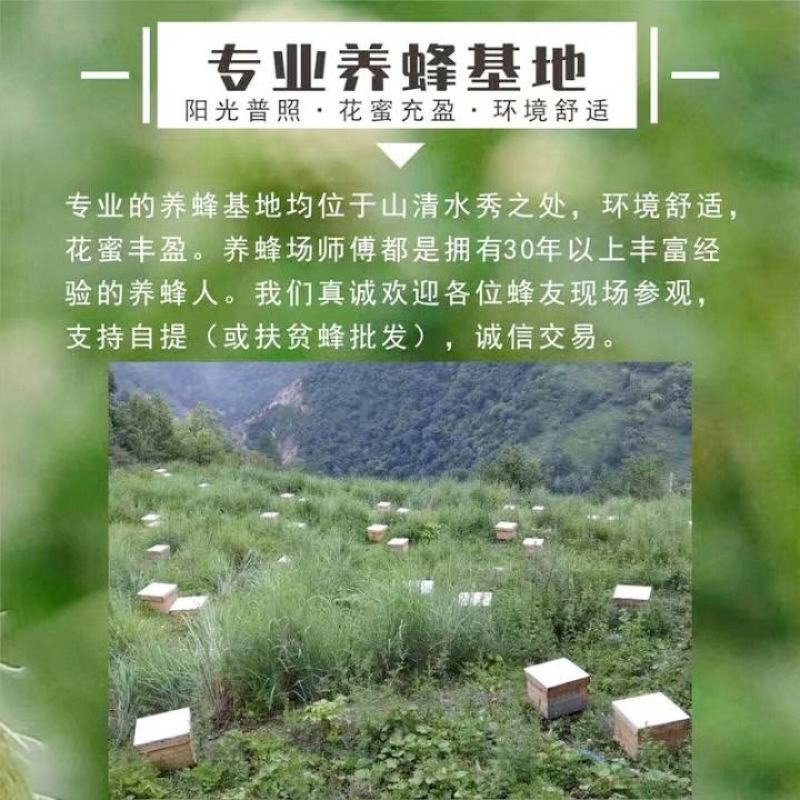 中蜂蜂群带王蜜蜂蜂群养殖带子脾广西中蜂带蜂箱中华土蜂出售