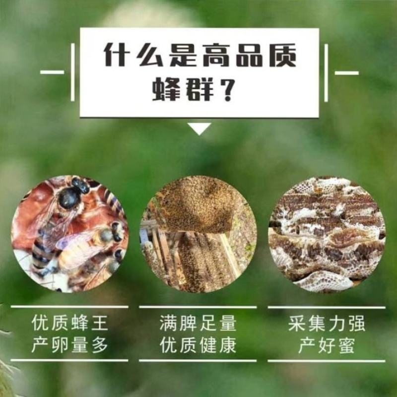 中蜂蜂群带王蜜蜂蜂群养殖带子脾广西中蜂带蜂箱中华土蜂出售