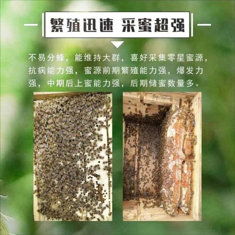 中蜂蜂群带王蜜蜂蜂群养殖带子脾广西中蜂带蜂箱中华土蜂出售