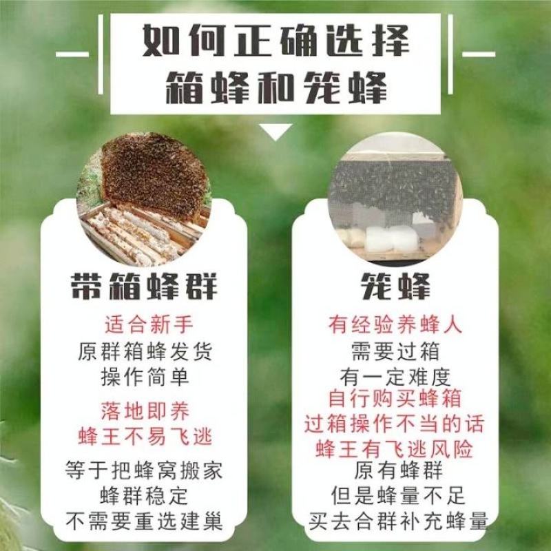 中蜂蜂群带王蜜蜂蜂群养殖带子脾广西中蜂带蜂箱中华土蜂出售