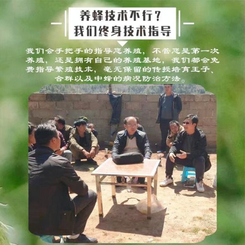 中蜂蜂群带王蜜蜂蜂群养殖带子脾广西中蜂带蜂箱中华土蜂出售