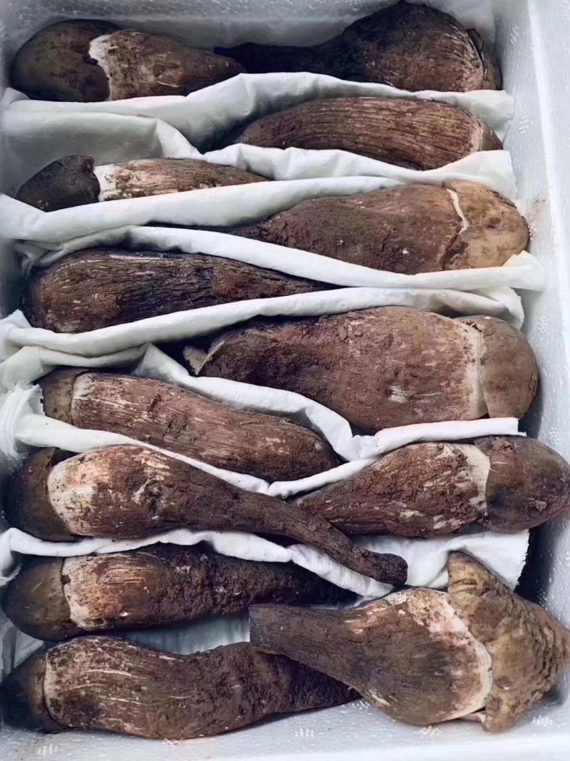 鸡枞菌发鲜货都是子弹头AB货