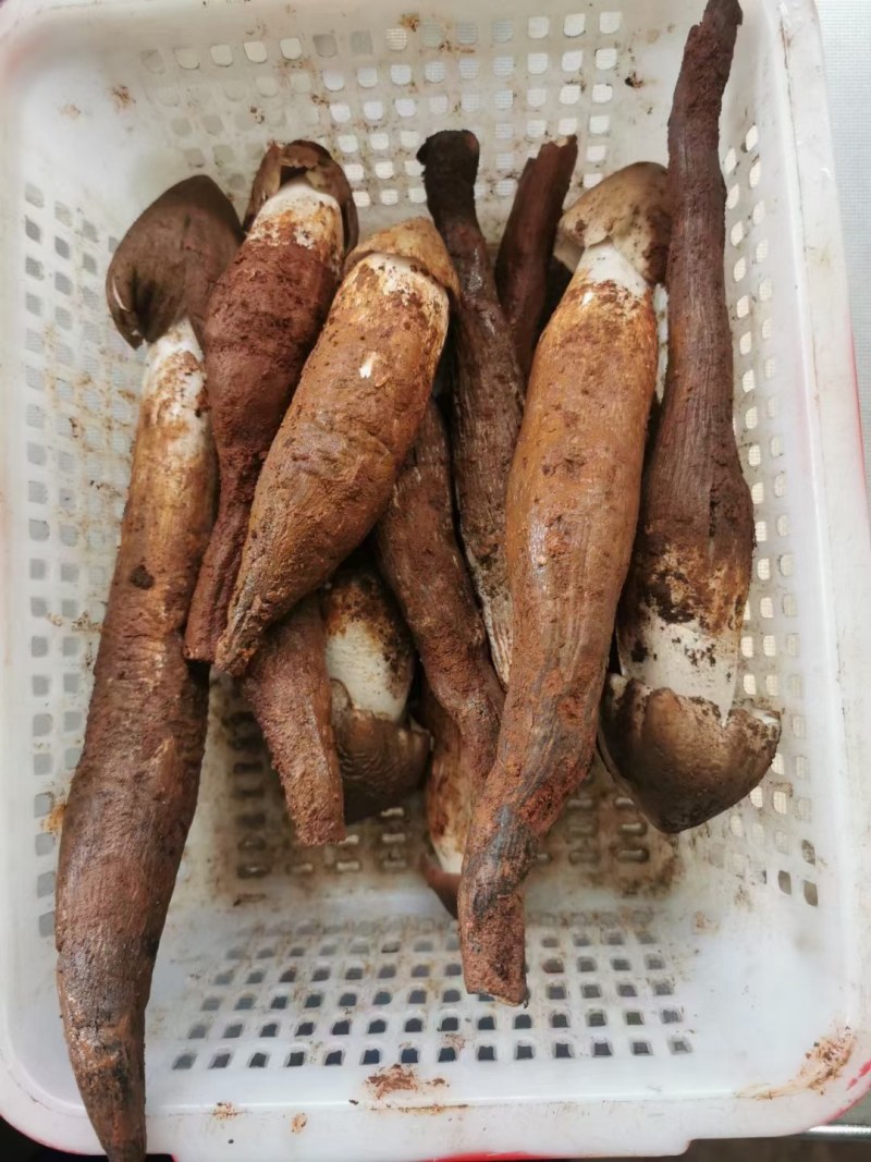 鸡枞菌发鲜货都是子弹头AB货