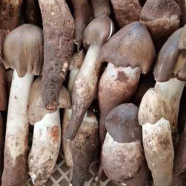 鸡枞菌发鲜货都是子弹头AB货