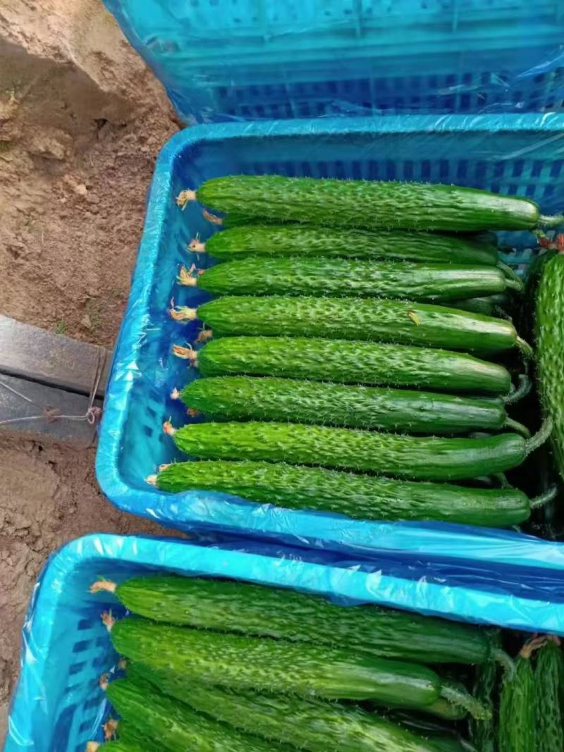 油量黄瓜大量上市，有需要的老板可以下单。干花带刺。