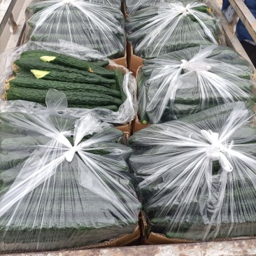 油量黄瓜大量上市，有需要的老板可以下单。干花带刺。