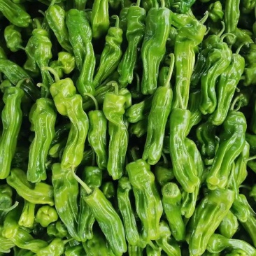 芜湖椒