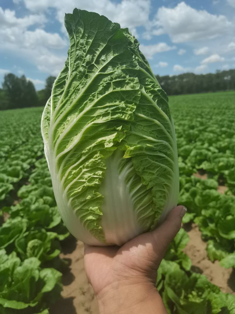 精品黄心大白菜，矮颗4~6斤精品白菜，产地直供一手货源