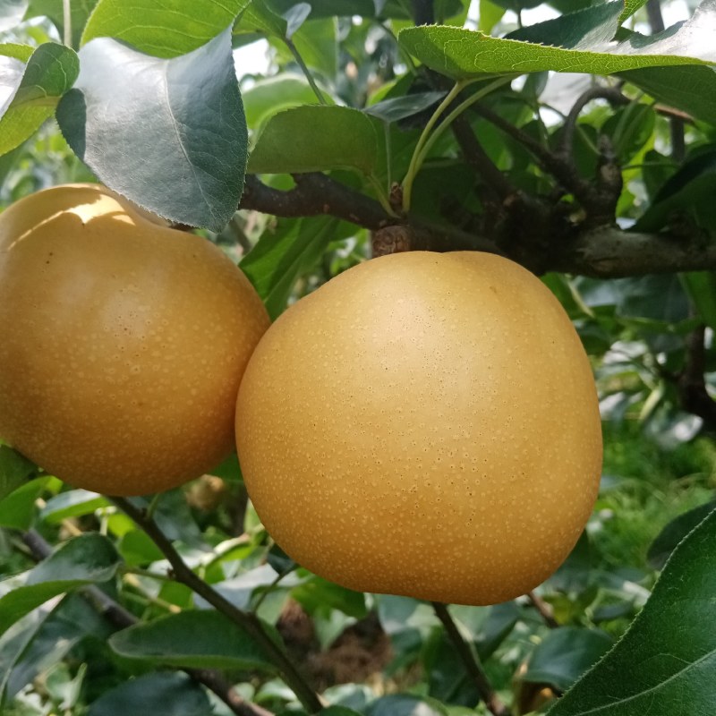 精品丰水梨大量上市中