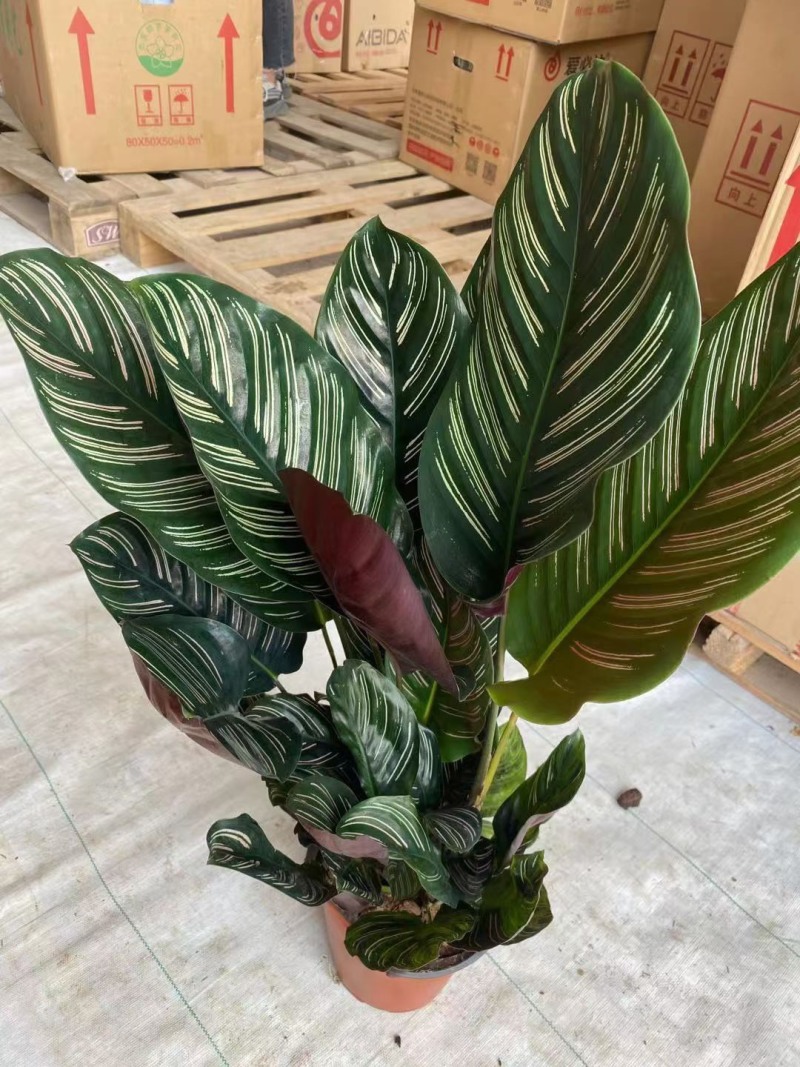 双线竹芋