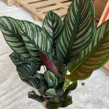 双线竹芋