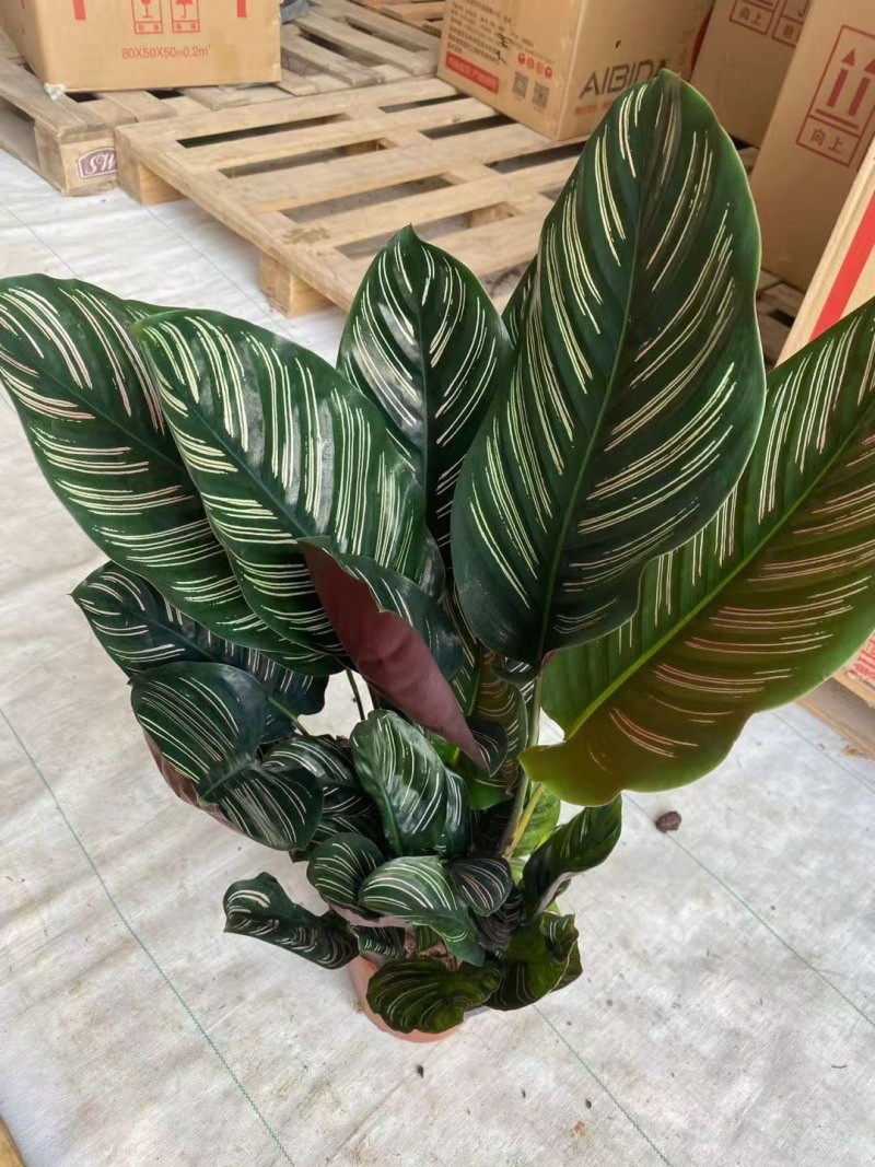 双线竹芋